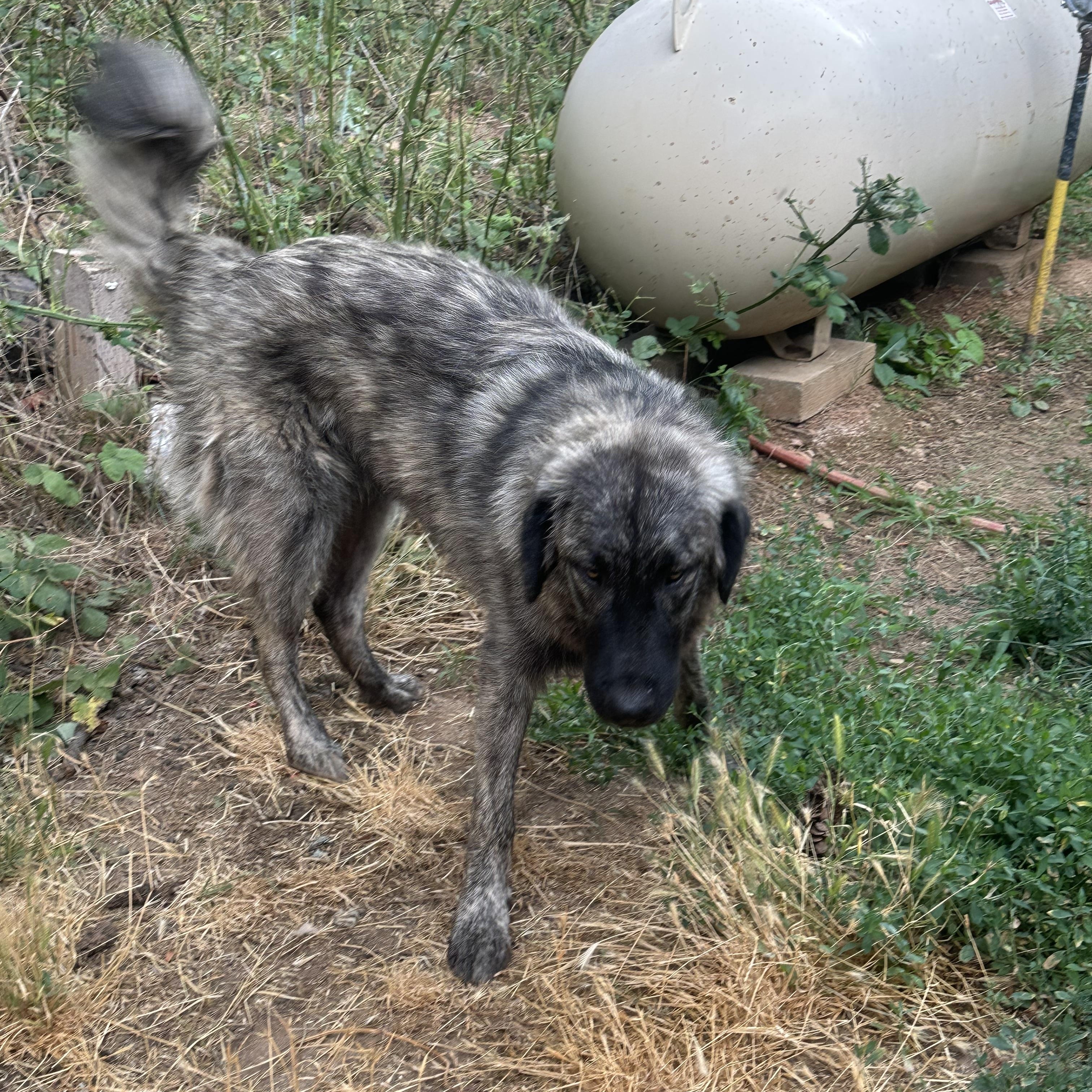 Katie, an adoptable Sarplaninac in Oakland, CA, 94607 | Photo Image 3
