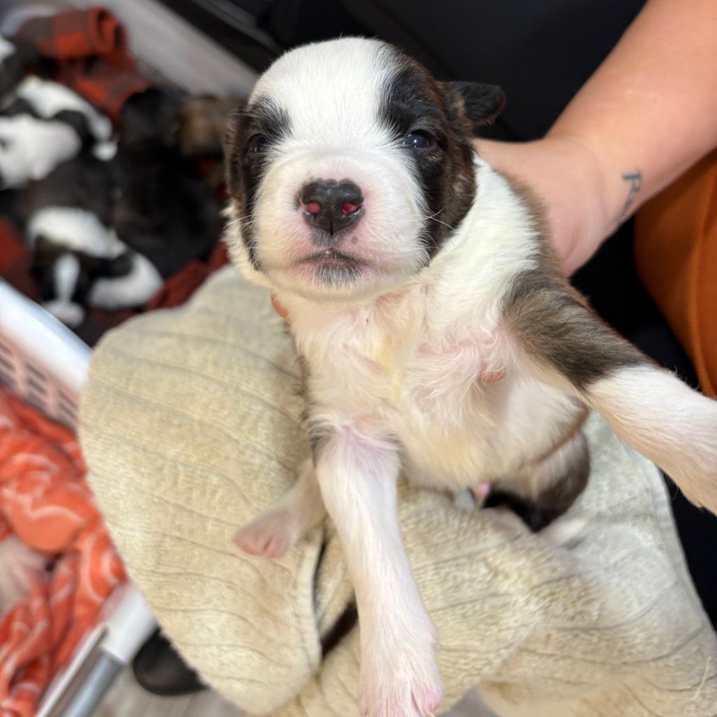 Wizzer, a Adoptable Mixed Breed in Allyn, WA image 3/3