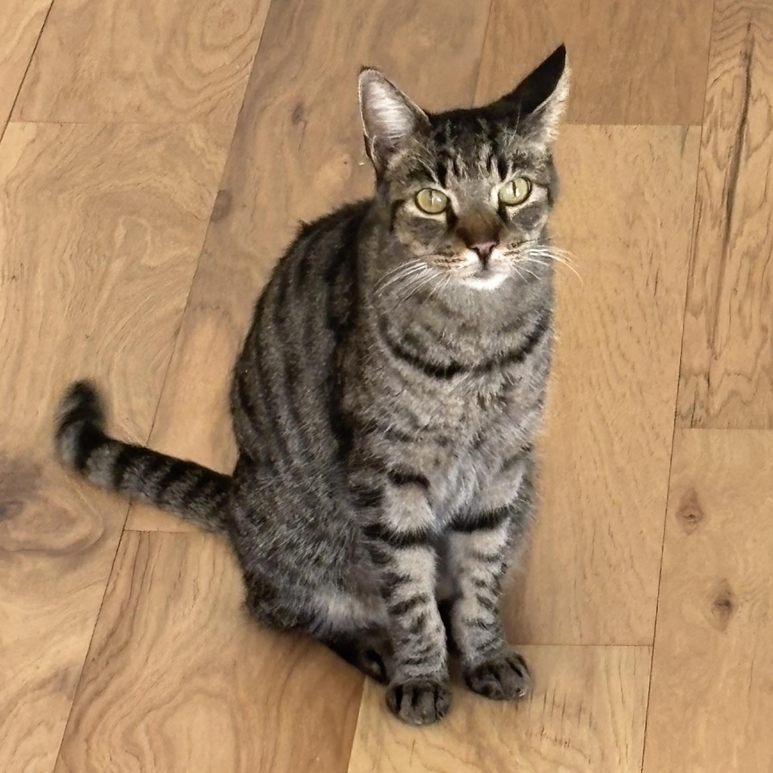 Quinn, adoptable, Adult Female Domestic Short Hair.