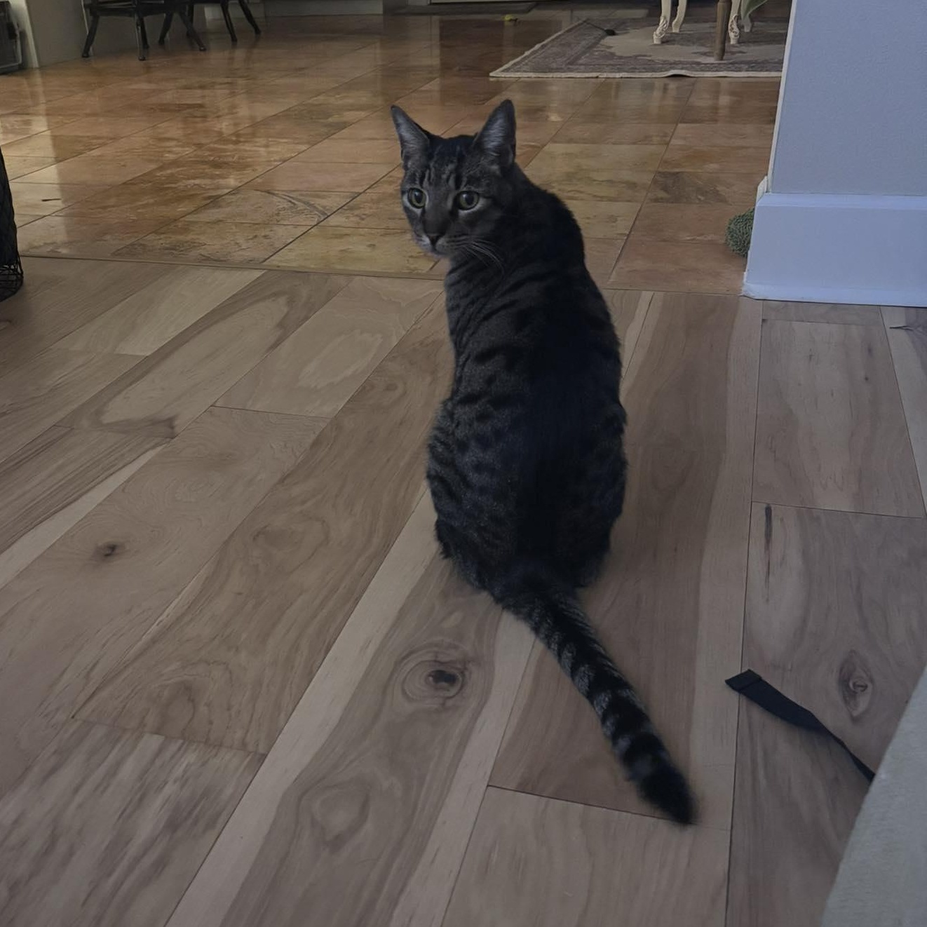 Enlarge Quinn, an adoptable Domestic Short Hair in Queen Creek, AZ image 5/5