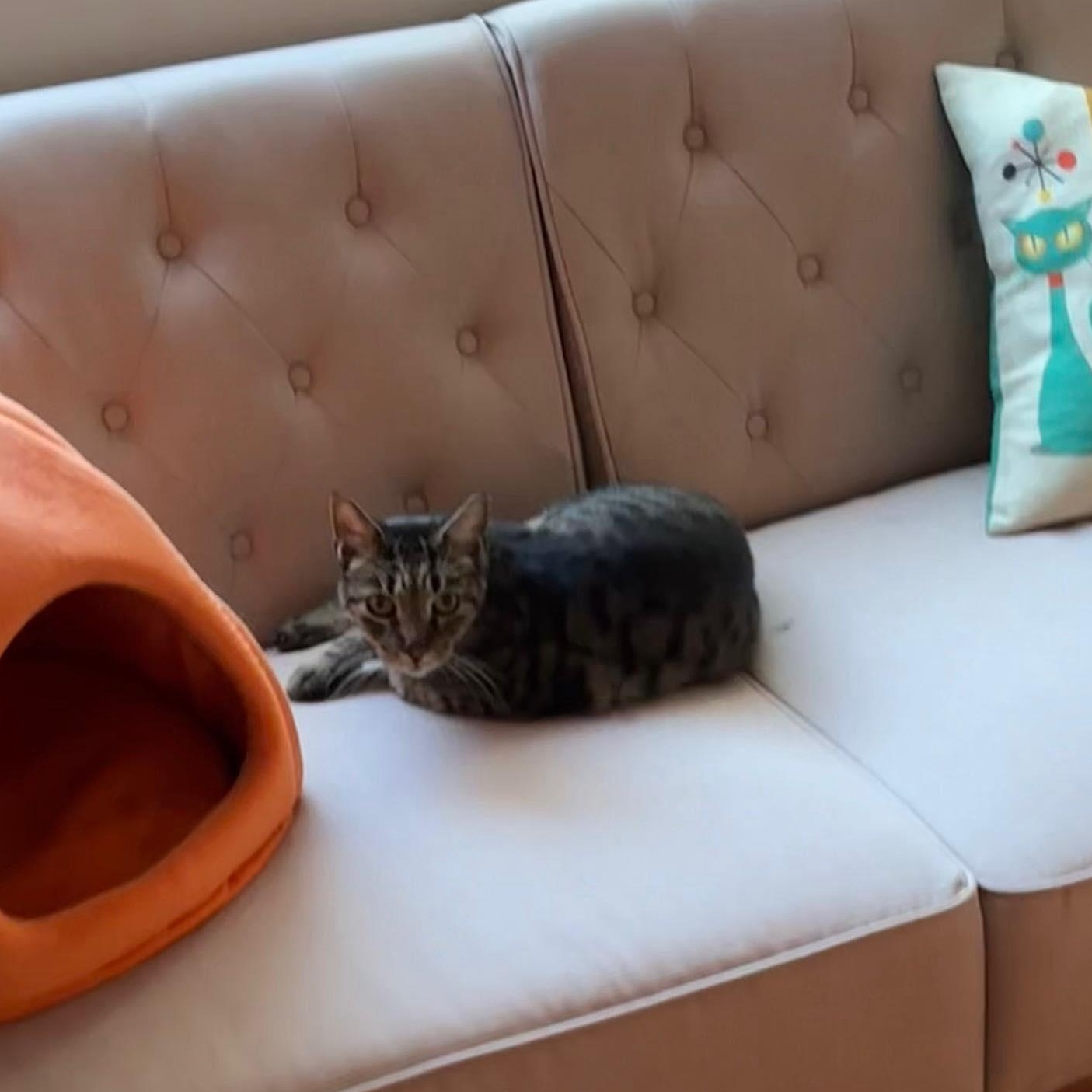 Enlarge Quinn, an adoptable Domestic Short Hair in Queen Creek, AZ image 4/5