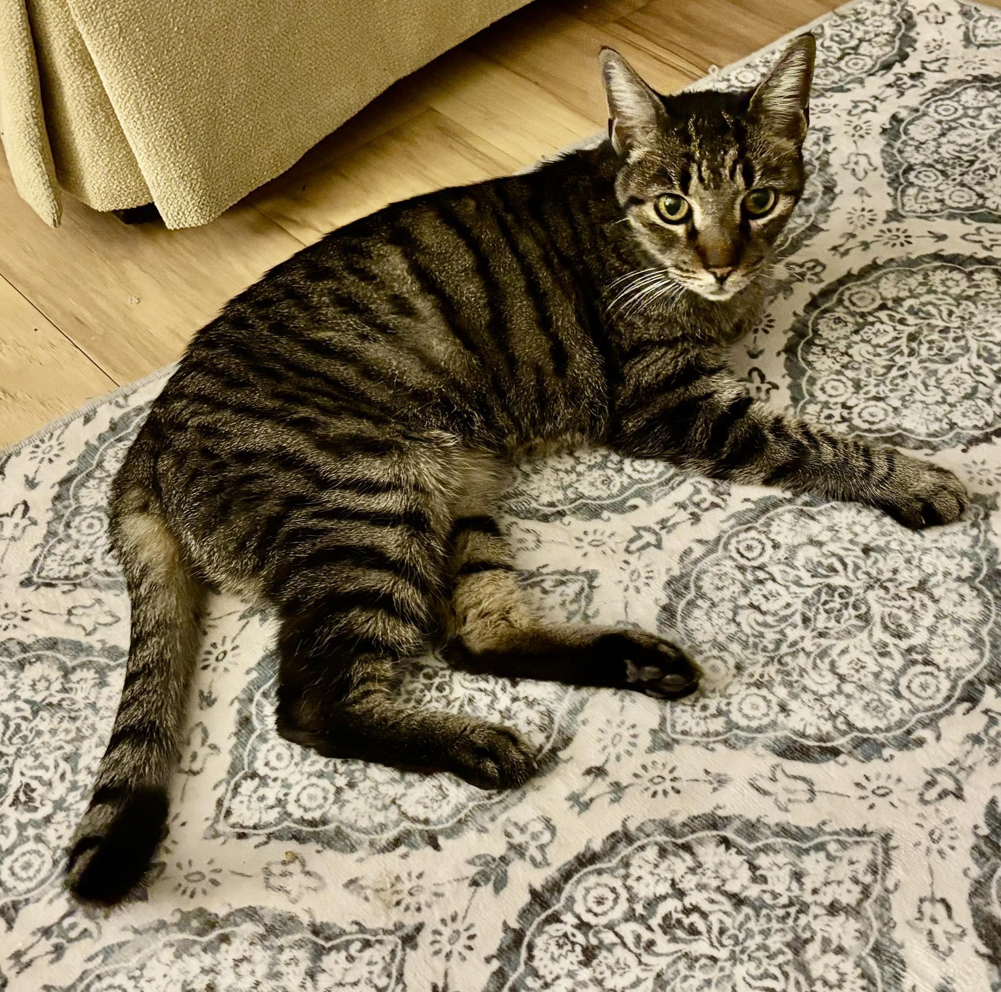 Enlarge Quinn, an adoptable Domestic Short Hair in Queen Creek, AZ image 2/5