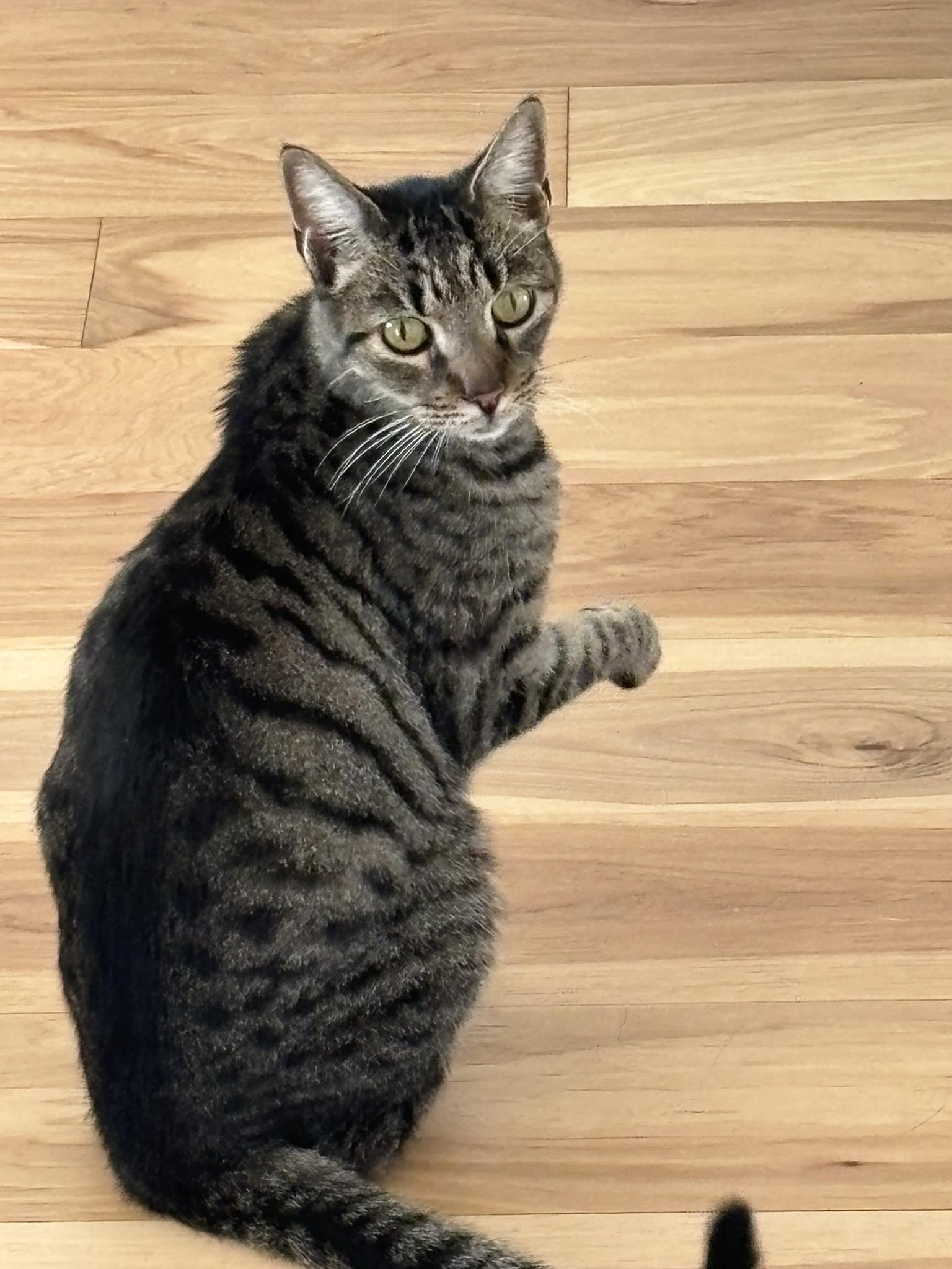 Enlarge Quinn, an adoptable Domestic Short Hair in Queen Creek, AZ image 3/5