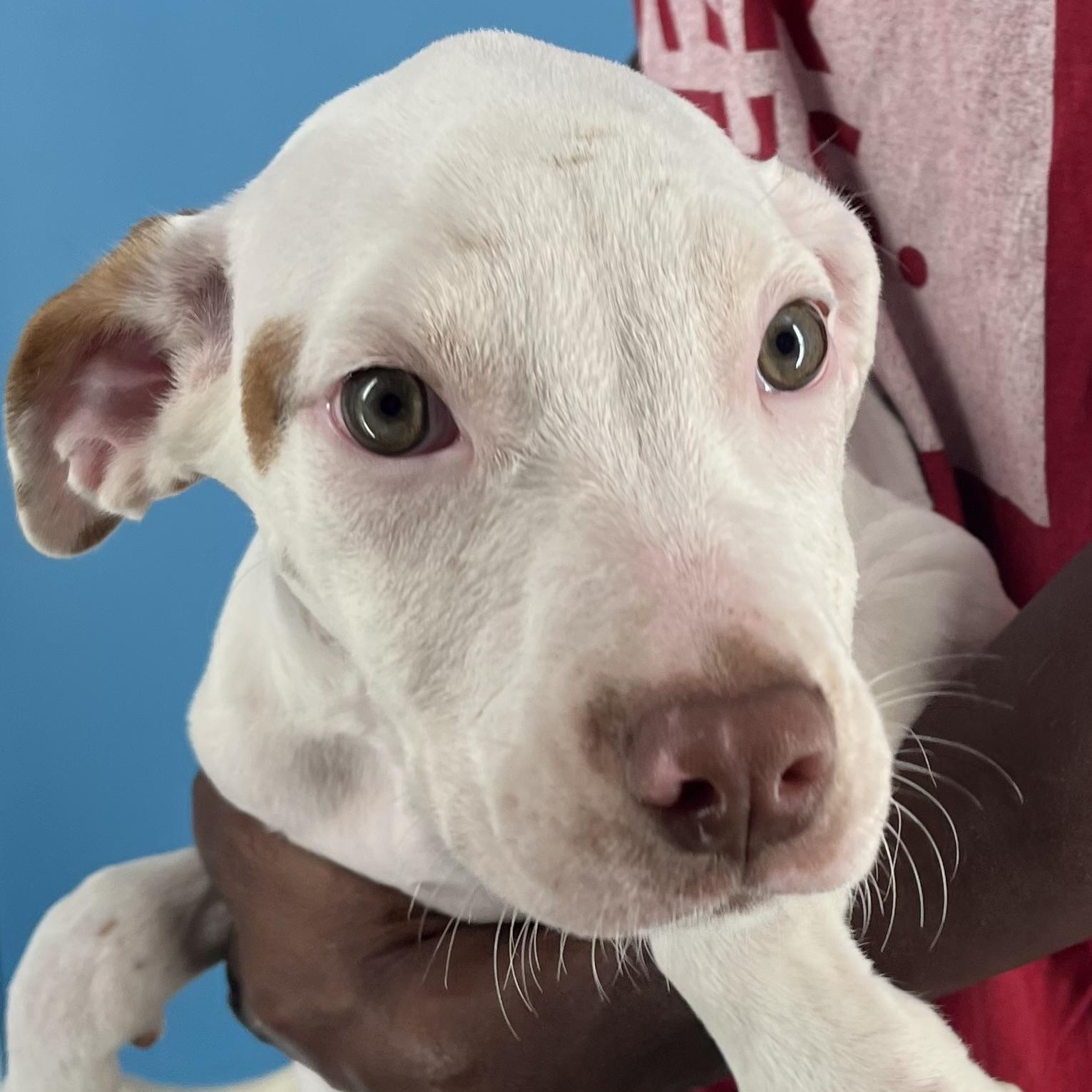 Enlarge Gordie - Local Dec 19-21, an adoptable mixed breed in Gresham, OR image 3/6