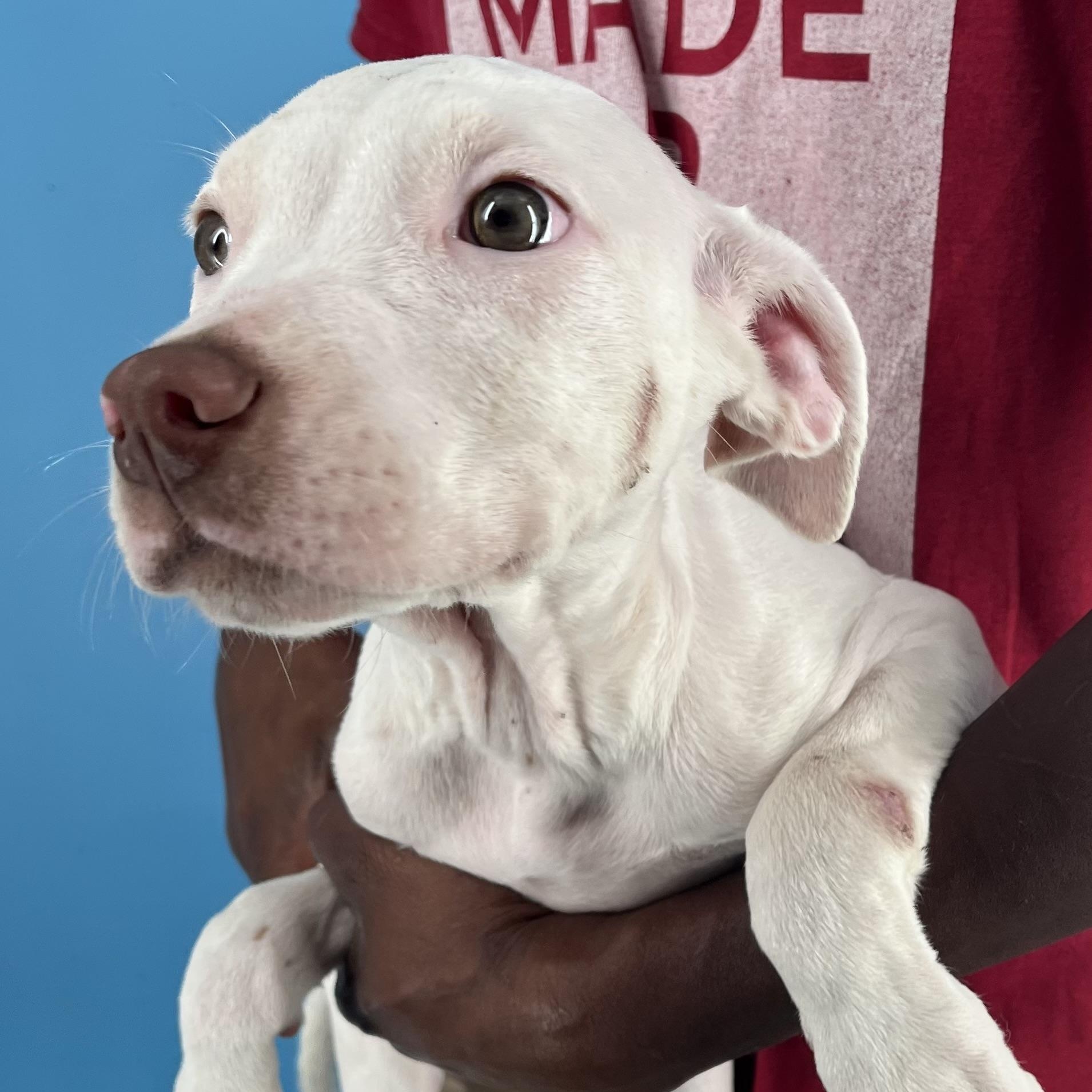 Enlarge Gordie - Local Dec 19-21, an adoptable mixed breed in Gresham, OR image 5/6