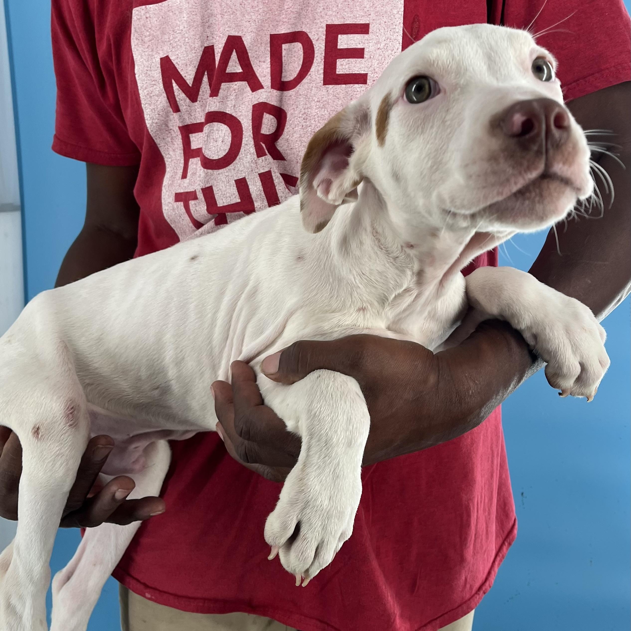 Enlarge Gordie - Local Dec 19-21, an adoptable mixed breed in Gresham, OR image 2/6