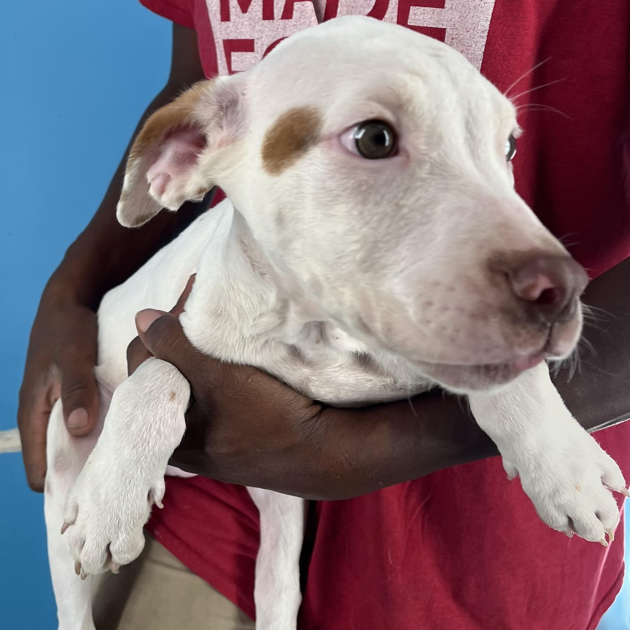 Enlarge Gordie - Local Dec 19-21, an adoptable mixed breed in Gresham, OR image 4/6