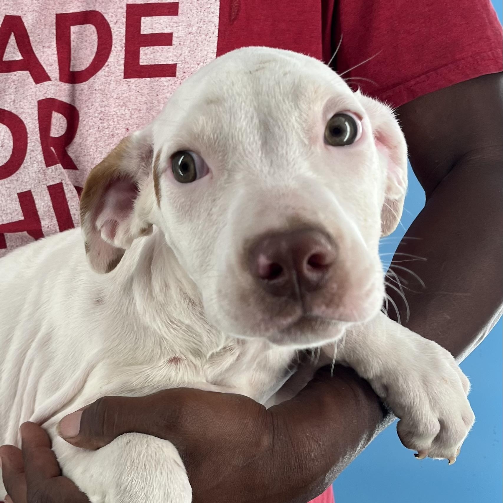 Enlarge Gordie - Local Dec 19-21, an adoptable mixed breed in Gresham, OR image 1/6