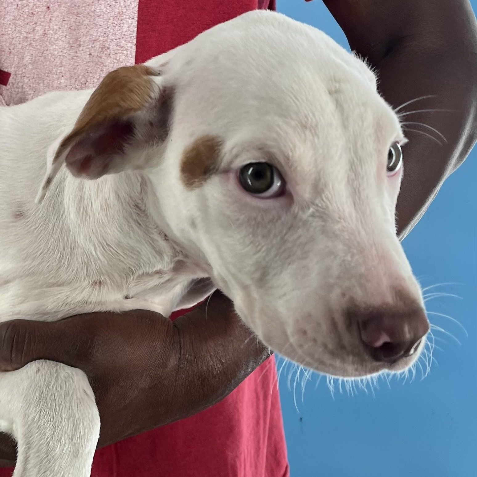 Enlarge Gordie - Local Dec 19-21, an adoptable mixed breed in Gresham, OR image 6/6