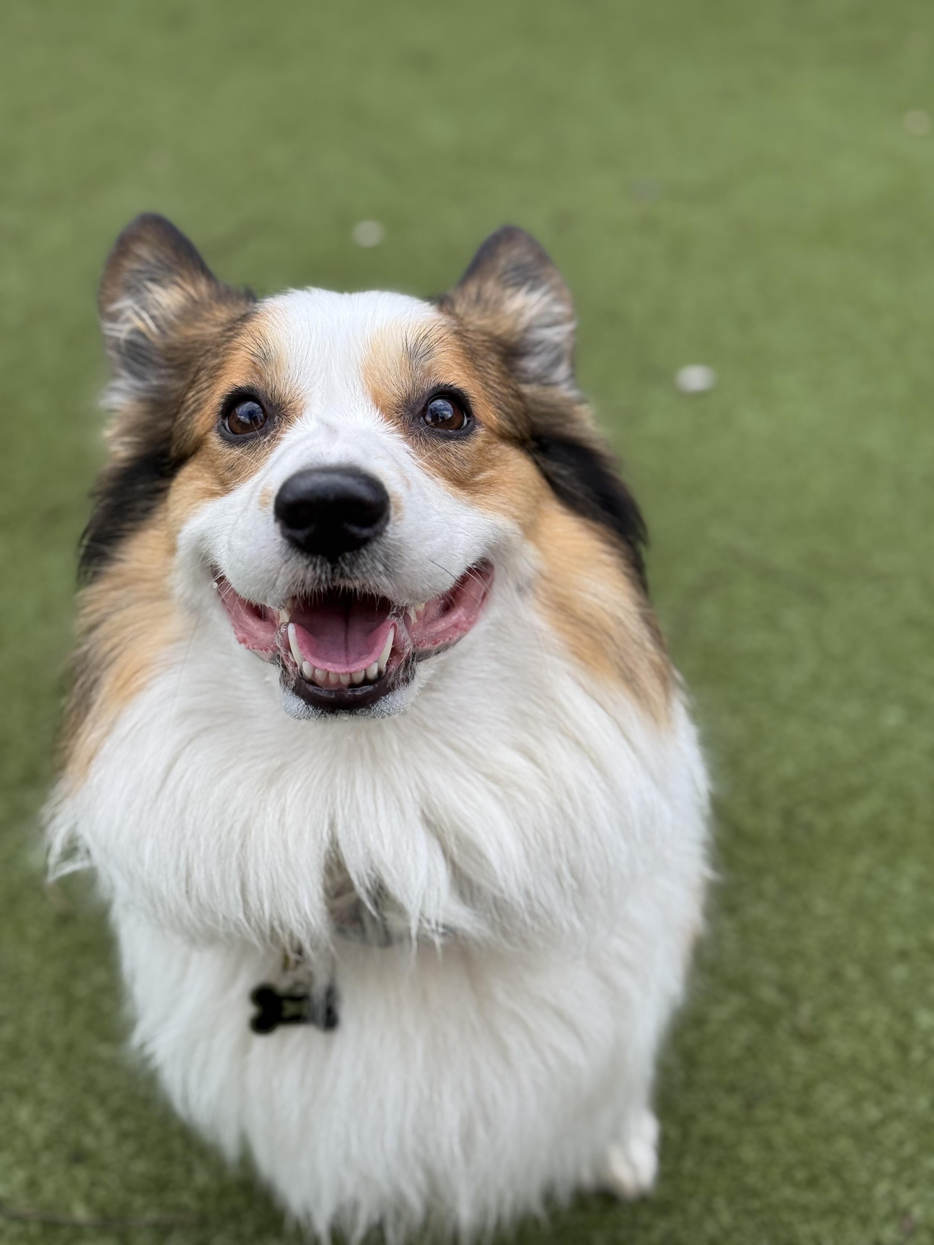 Finn, adoptable, Young Male Corgi.