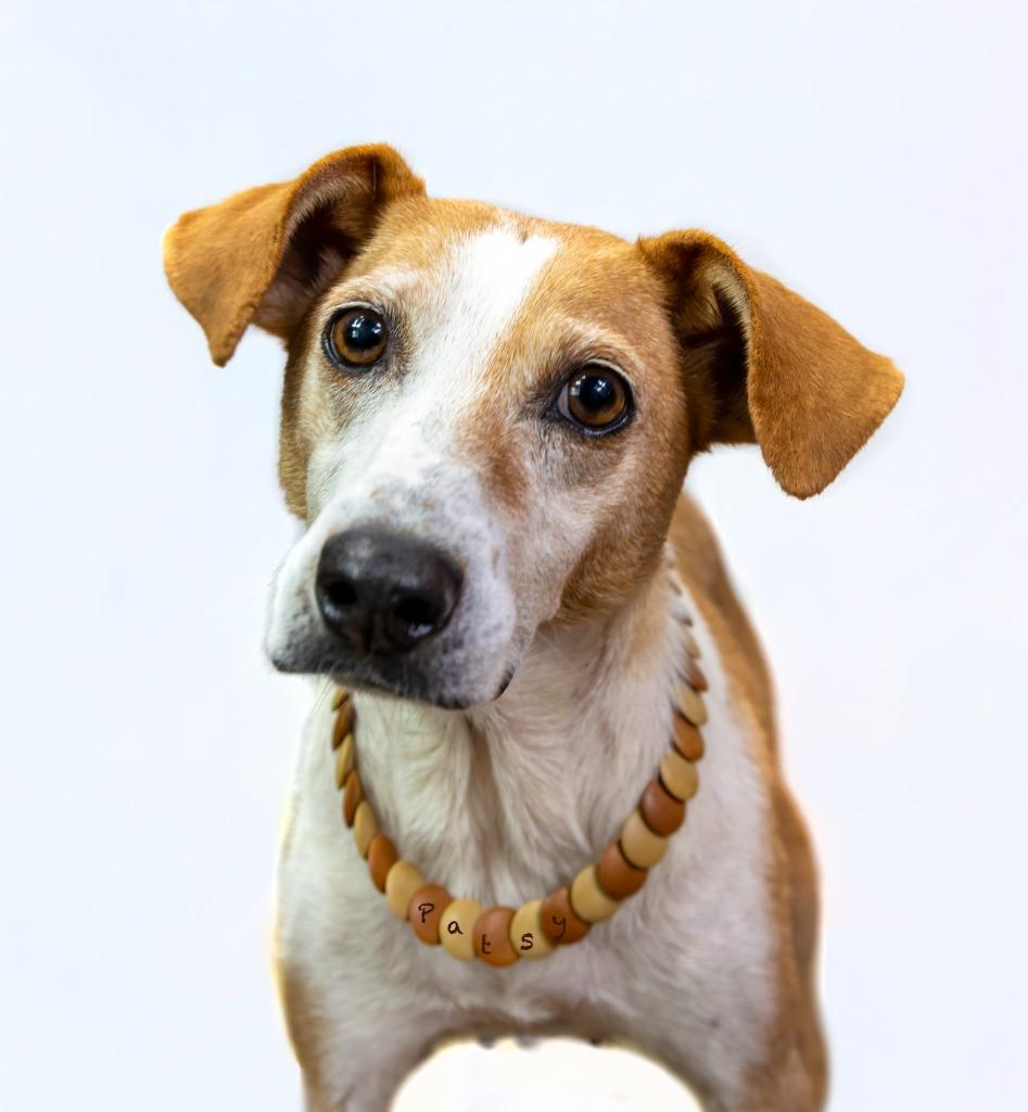 Patsy, Adoptable, Adult Female Fox Terrier.