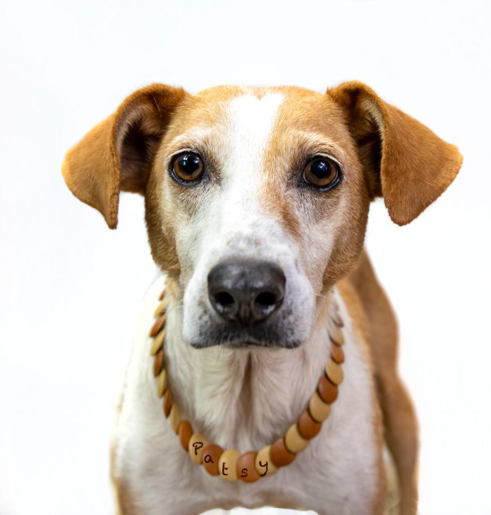 Enlarge Patsy, a Adoptable mixed breed in Hot Springs Village, AR image 2/4