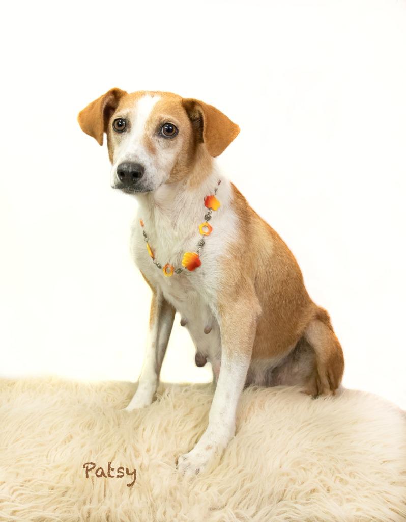 Enlarge Patsy, a Adoptable mixed breed in Hot Springs Village, AR image 3/4