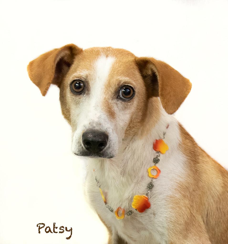 Enlarge Patsy, a Adoptable mixed breed in Hot Springs Village, AR image 4/4