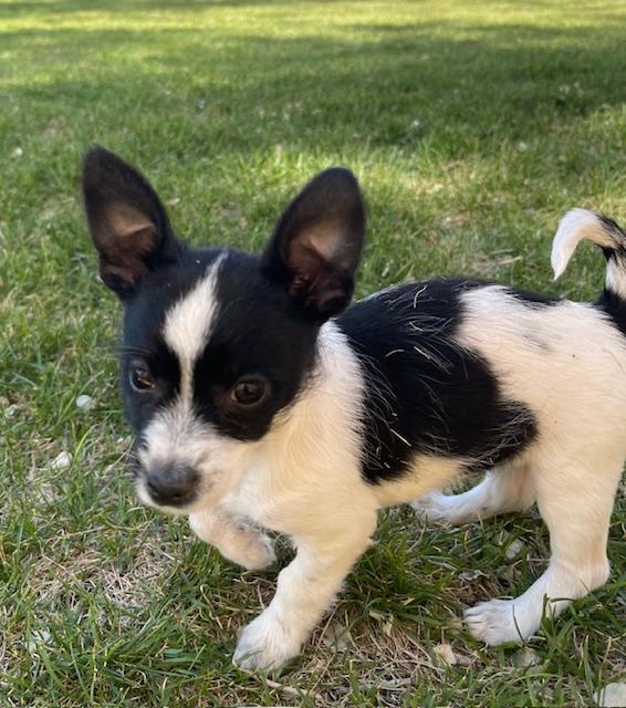 Enlarge Tornado, a ADOPTABLE Terrier in Salt Lake City, UT image 4/5