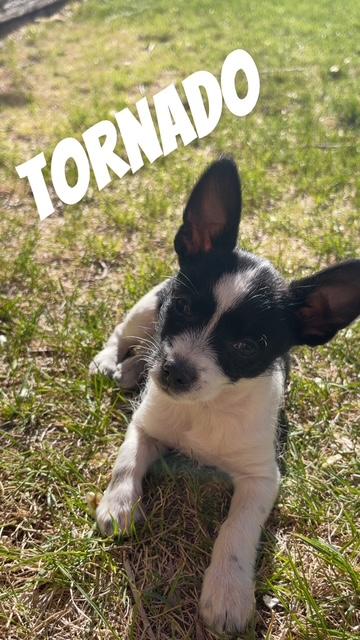 Enlarge Tornado, a ADOPTABLE Terrier in Salt Lake City, UT image 2/5