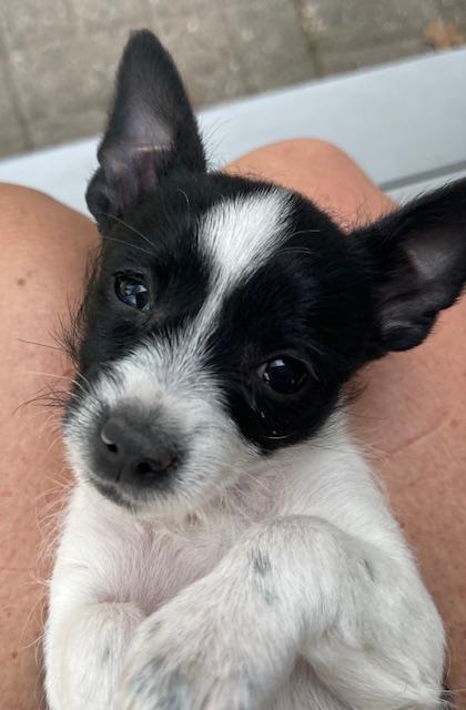 Enlarge Tornado, a ADOPTABLE Terrier in Salt Lake City, UT image 5/5