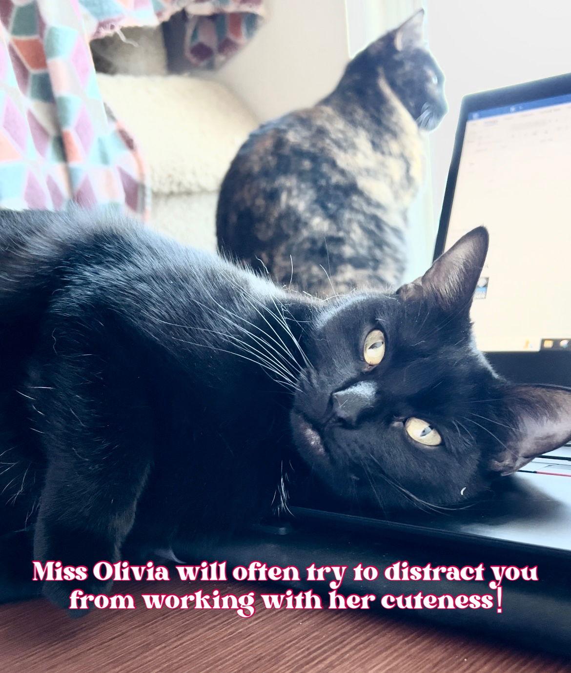 Olivia, a Adoptable Domestic Short Hair in Irving, TX image 1/6