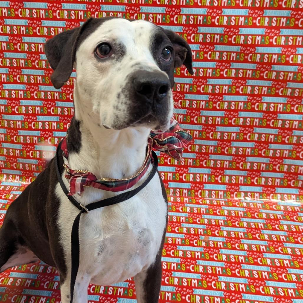 Enlarge Michael, a Adoptable mixed breed in Bristol, IN image 1/3