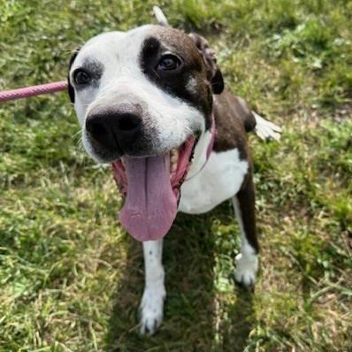 Enlarge Michael, a Adoptable mixed breed in Bristol, IN image 2/3