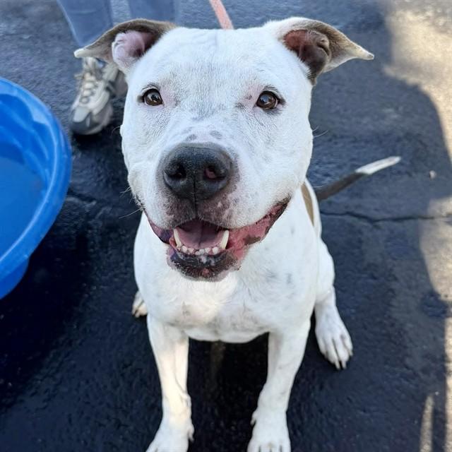 JED, Adoptable, Adult Male Pit Bull Terrier & Mixed Breed.