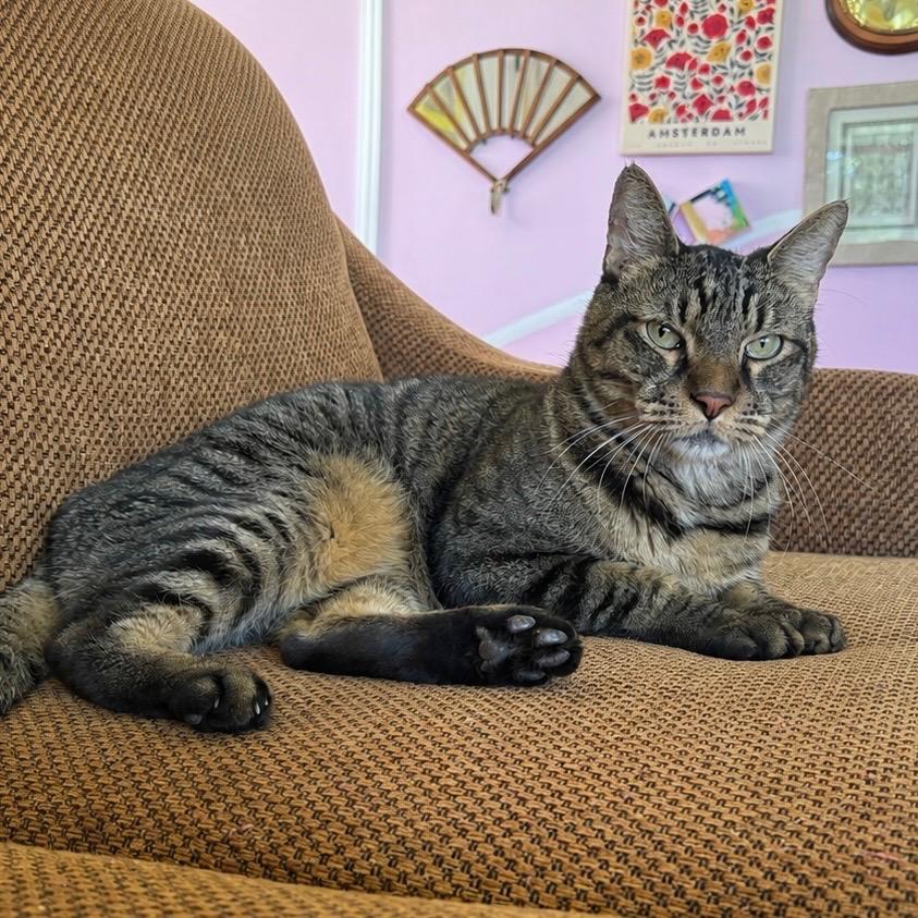Enlarge Finley, Declawed, an adopted Tabby in Mobile, AL image 3/4