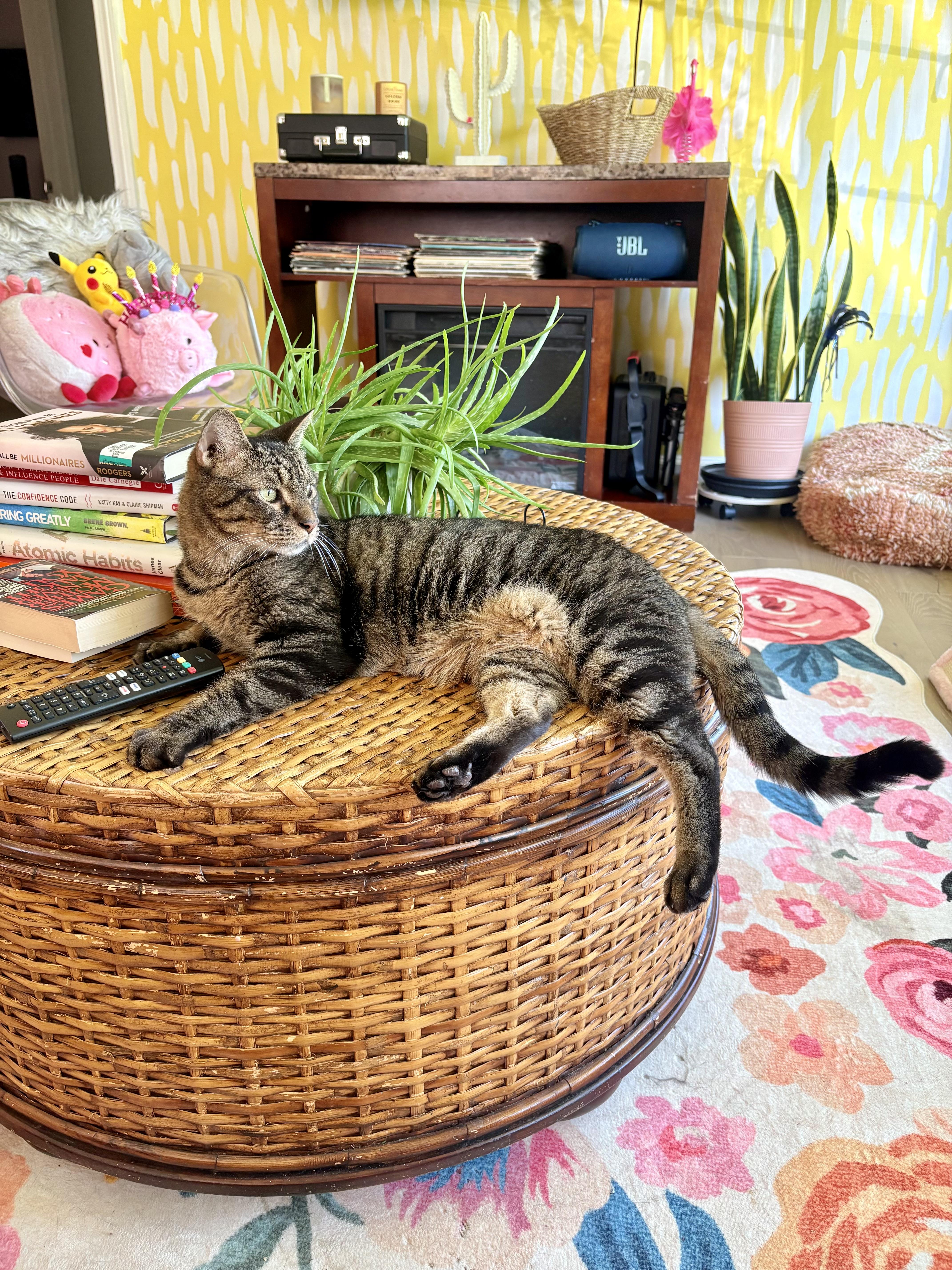 Enlarge Finley, Declawed, an adopted Tabby in Mobile, AL image 2/4