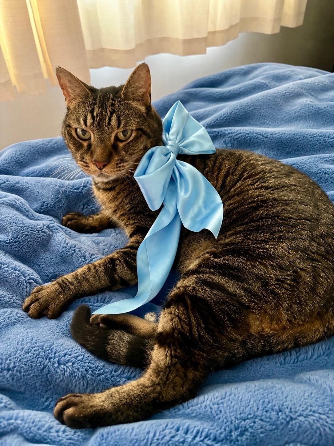 Finley, Declawed, adopted, Adult Male Tabby.