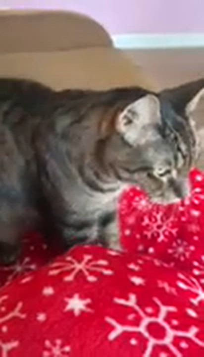 Enlarge Finley, Declawed, an adopted Tabby in Mobile, AL video 4/4