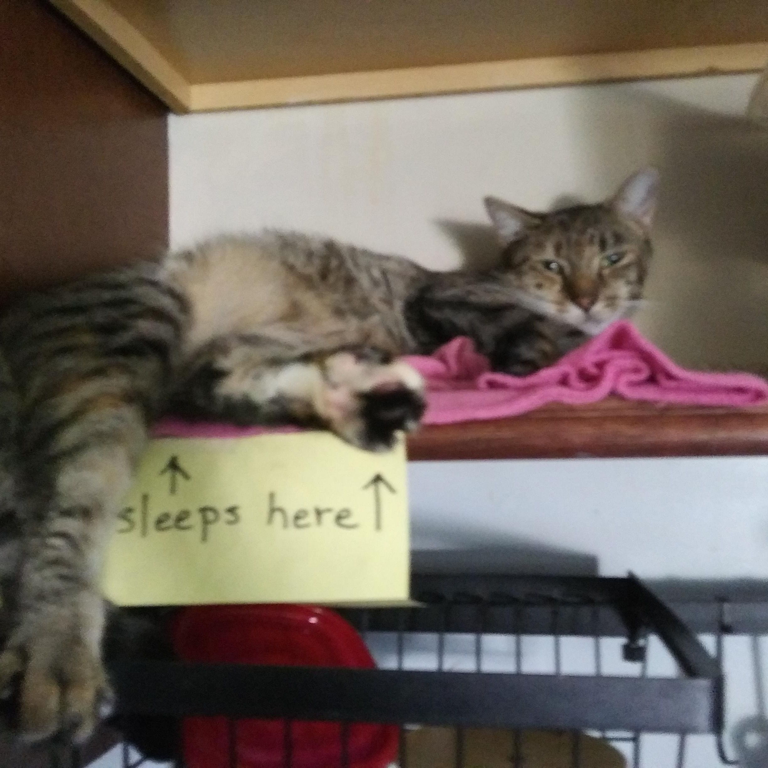 Enlarge Macavity, a Adoptable Domestic Short Hair in Port Wentworth, GA image 2/3