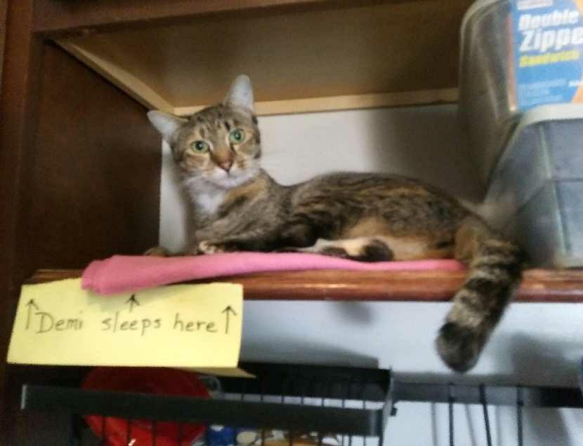 Enlarge Macavity, a Adoptable Domestic Short Hair in Port Wentworth, GA image 1/3