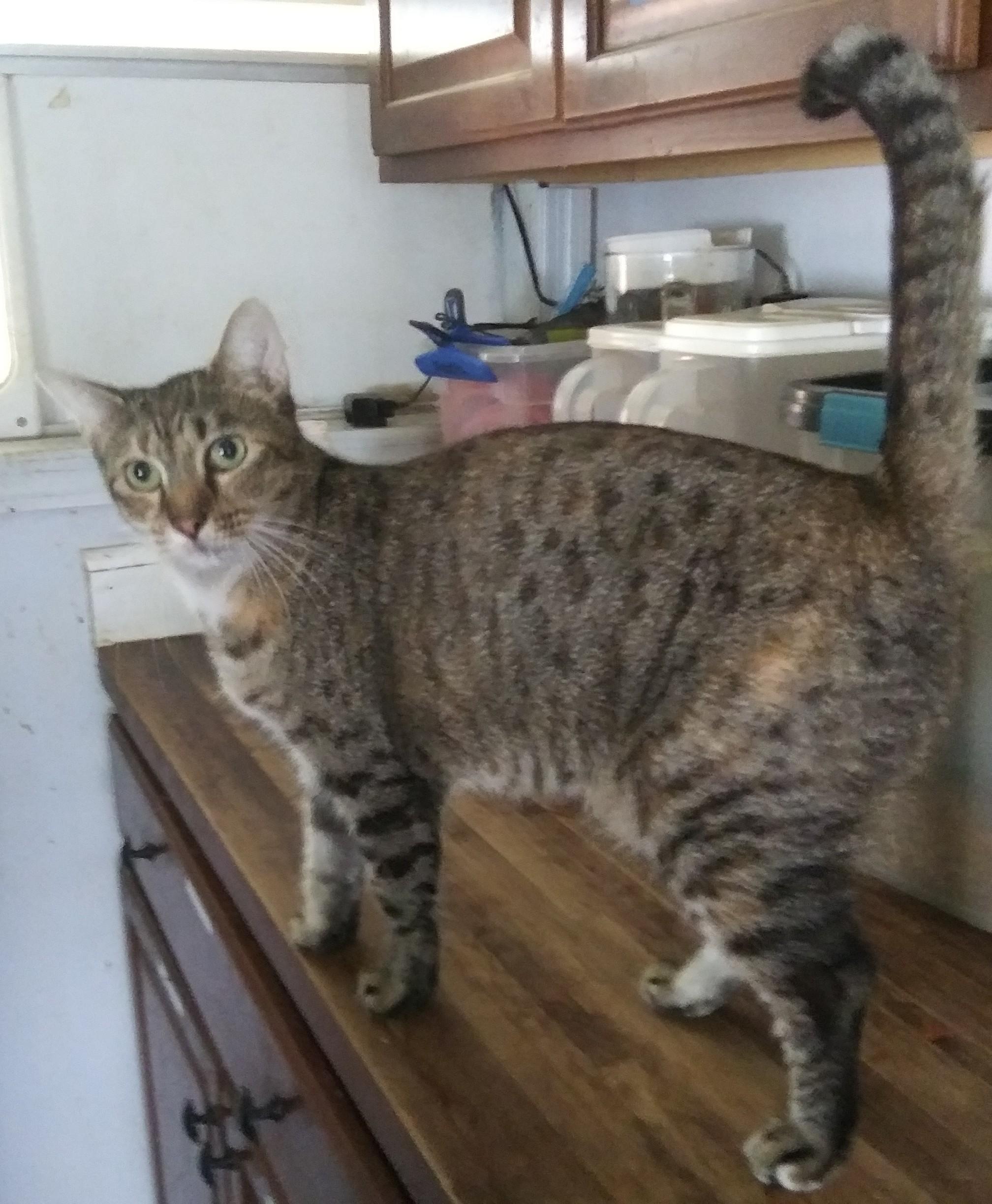 Enlarge Macavity, a Adoptable Domestic Short Hair in Port Wentworth, GA image 3/3