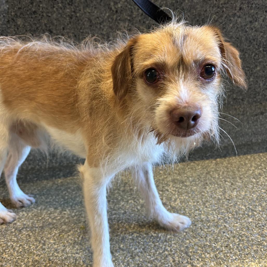 Enlarge Teddy*, a Adoptable Terrier in San Gabriel, CA image 1/1