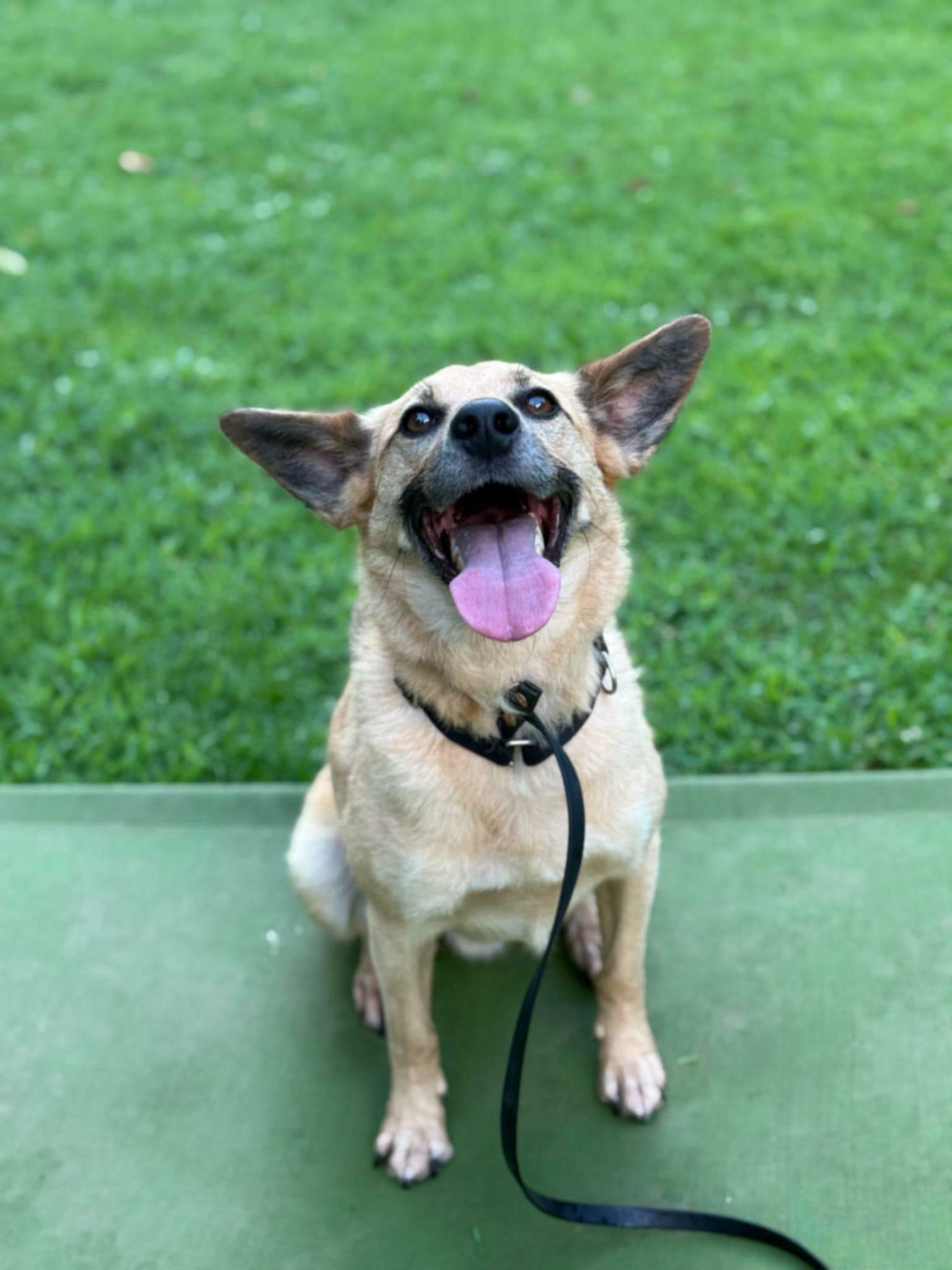 Pumba, Adoptable, Adult Male Labrador Retriever.