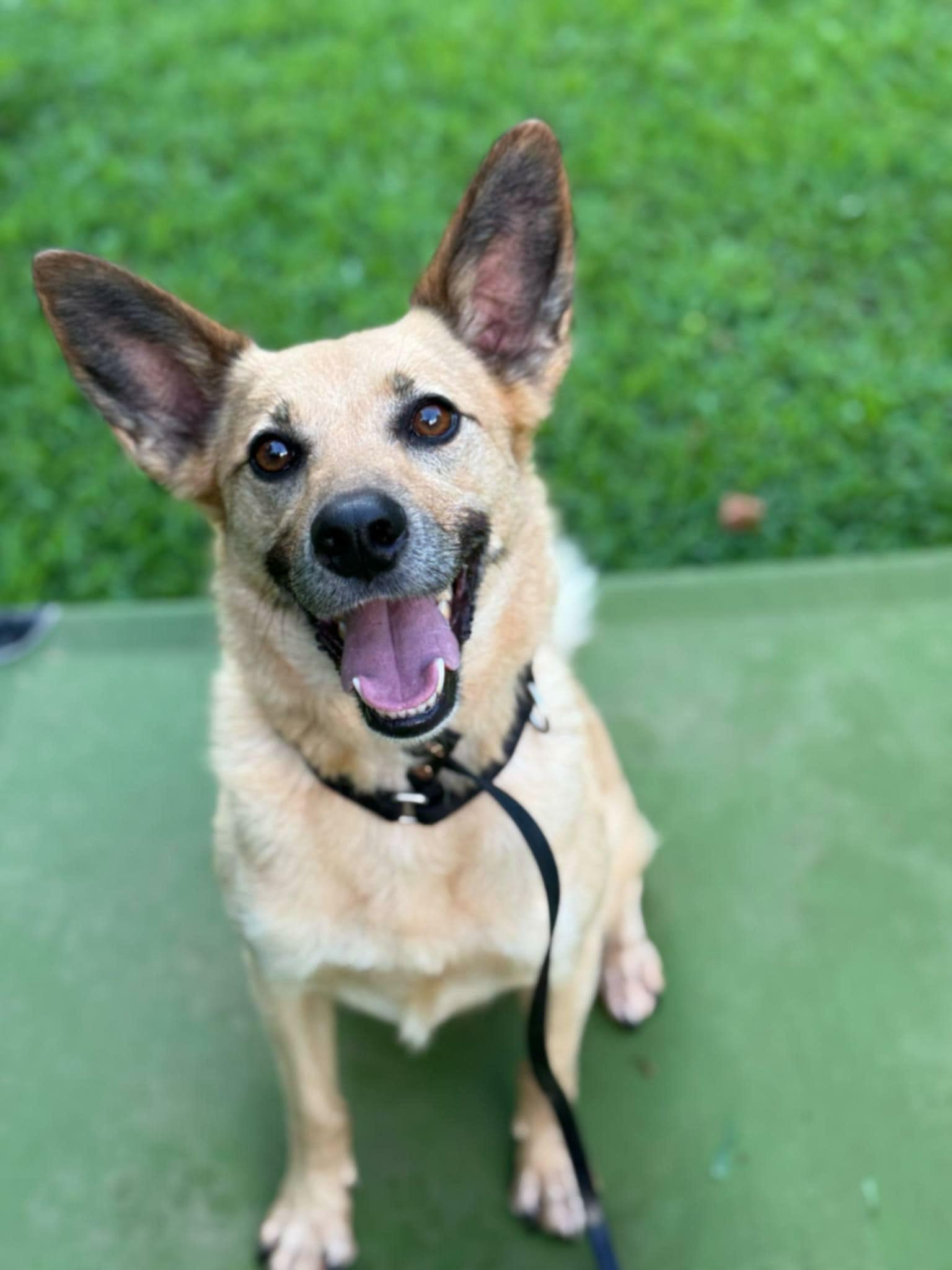 Enlarge Pumba, a Adoptable Labrador Retriever in Wilmington, DE image 2/6