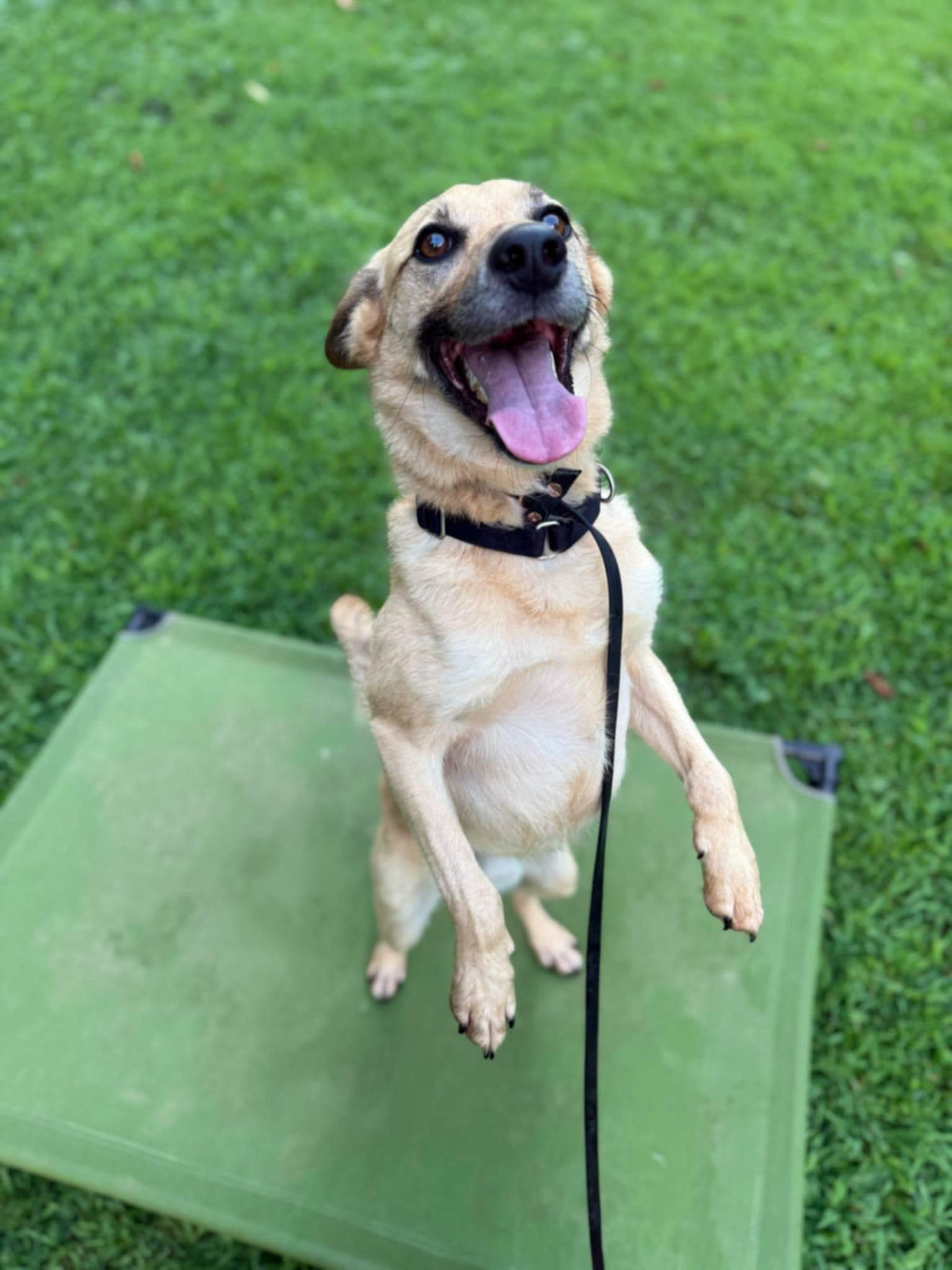 Enlarge Pumba, a Adoptable Labrador Retriever in Wilmington, DE image 3/6