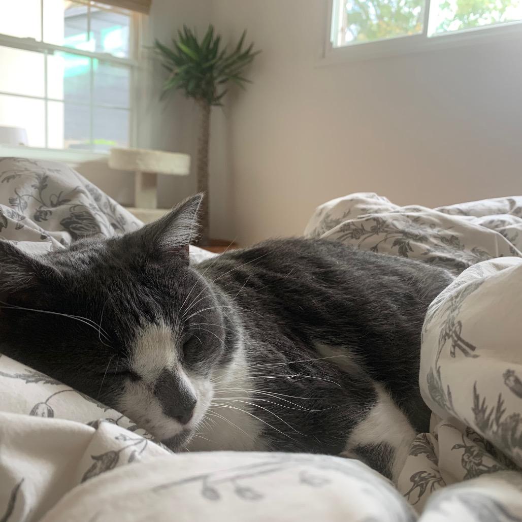 Simon, Adoptable, Adult Male Domestic Short Hair.