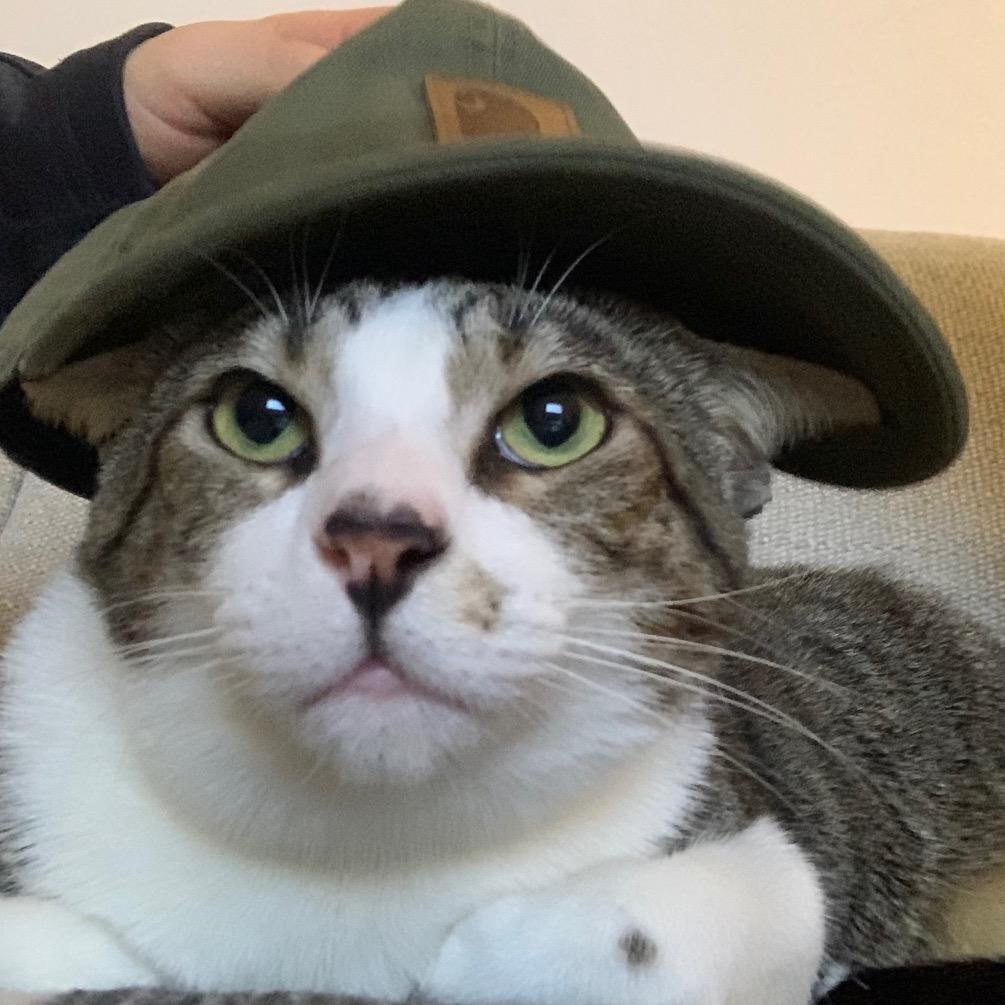 Simon, a Adoptable Domestic Short Hair in Tustin, CA image 5/6