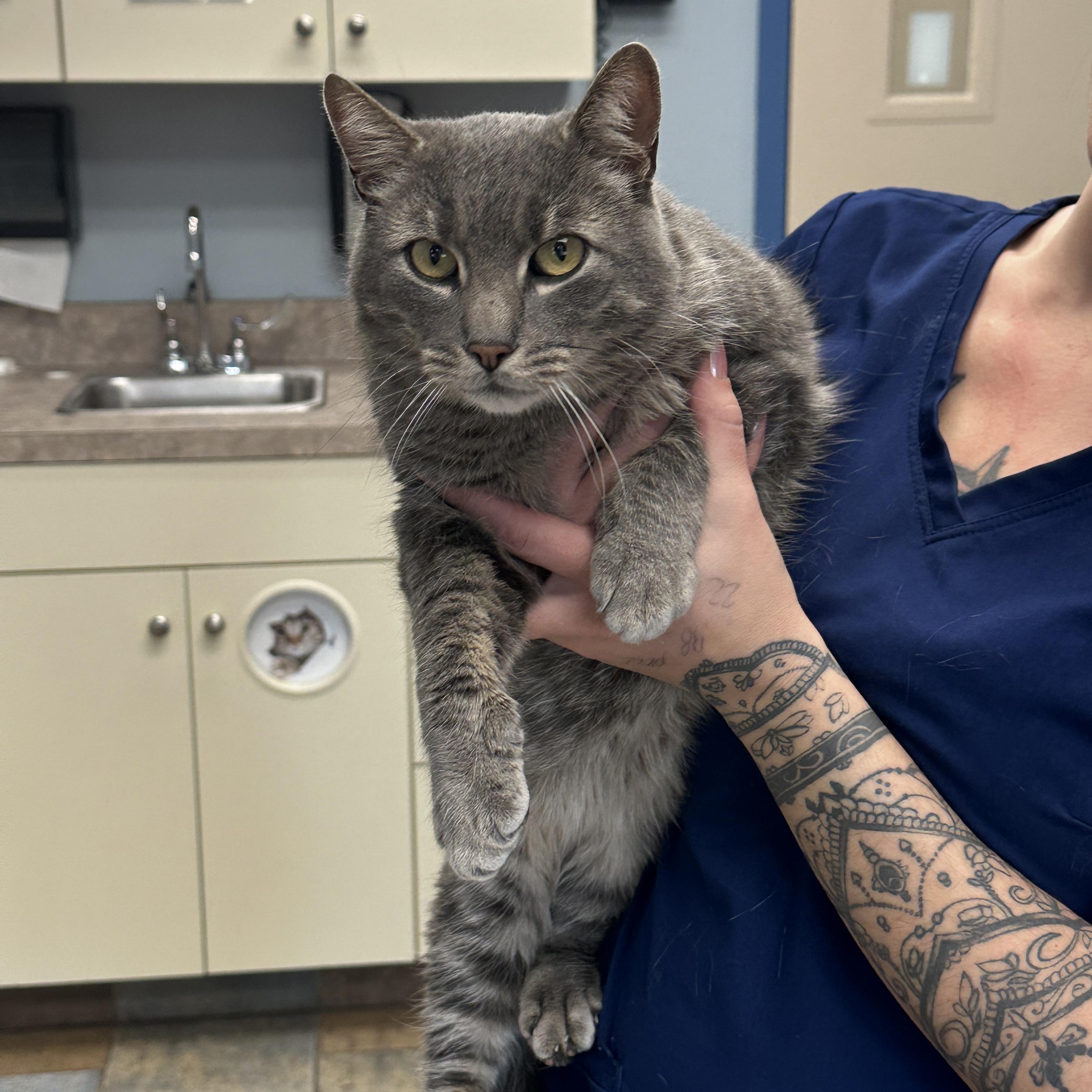 Enlarge Gray, a Adoptable American Shorthair in Johnstown, NY image 4/6