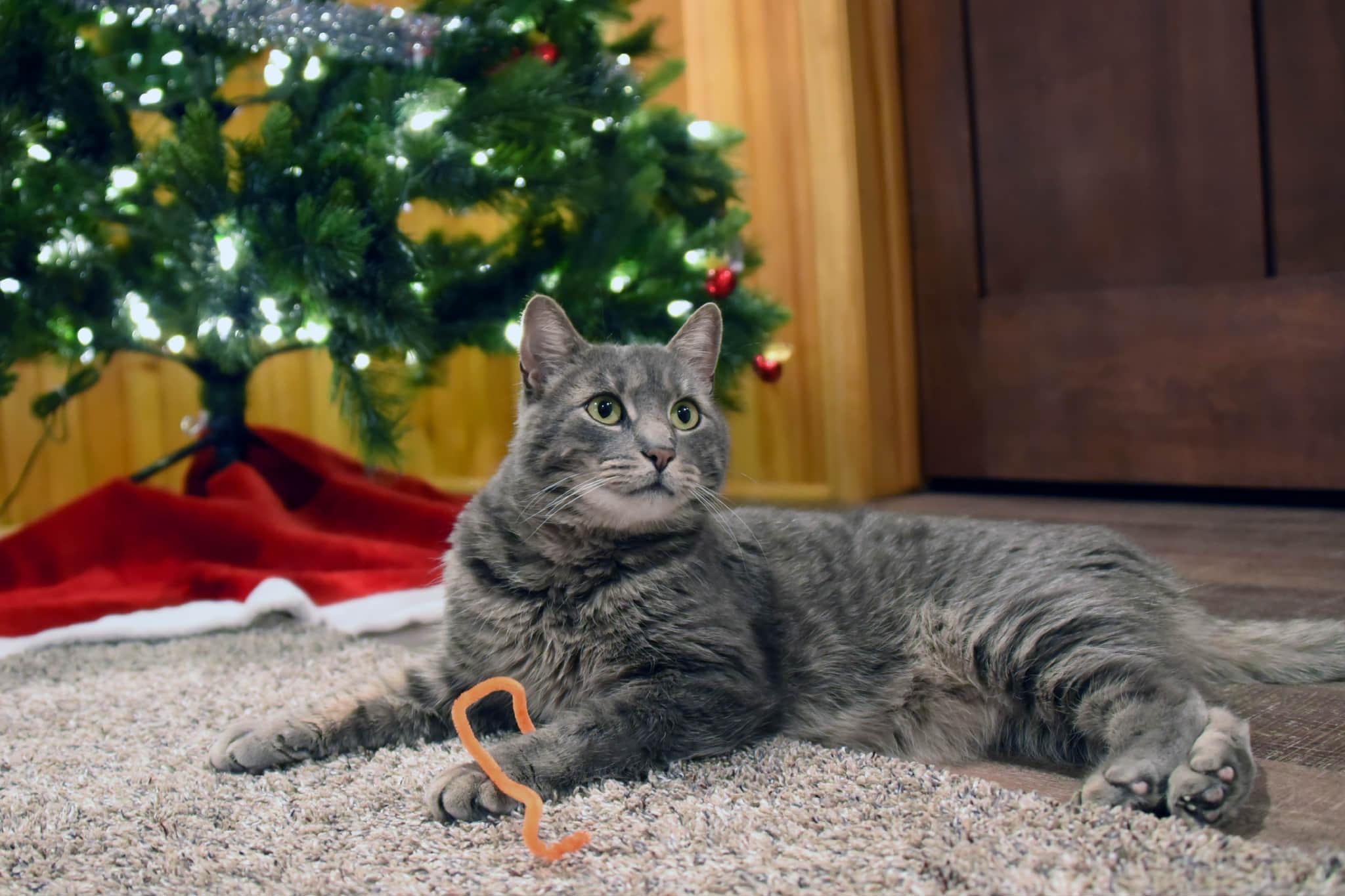Enlarge Gray, a Adoptable American Shorthair in Johnstown, NY image 5/6