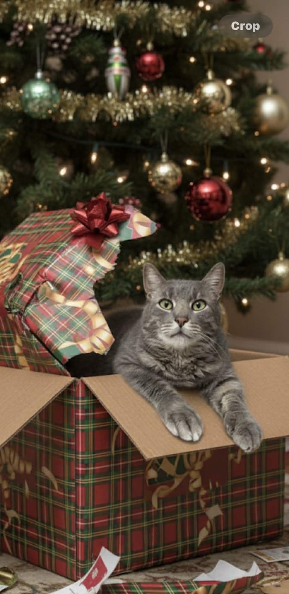 Gray, adopted, Adult Male American Shorthair.