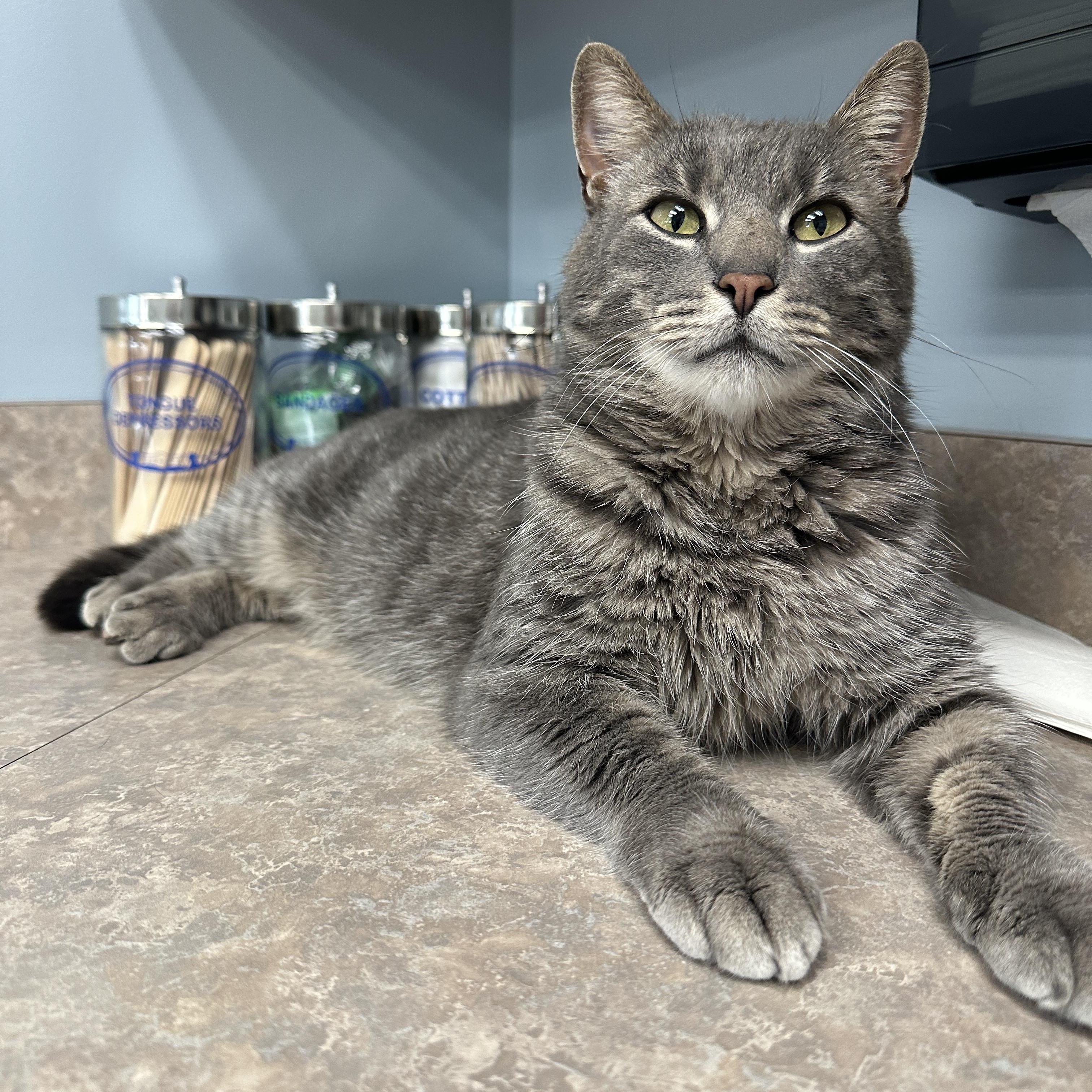 Enlarge Gray, a Adoptable American Shorthair in Johnstown, NY image 3/6