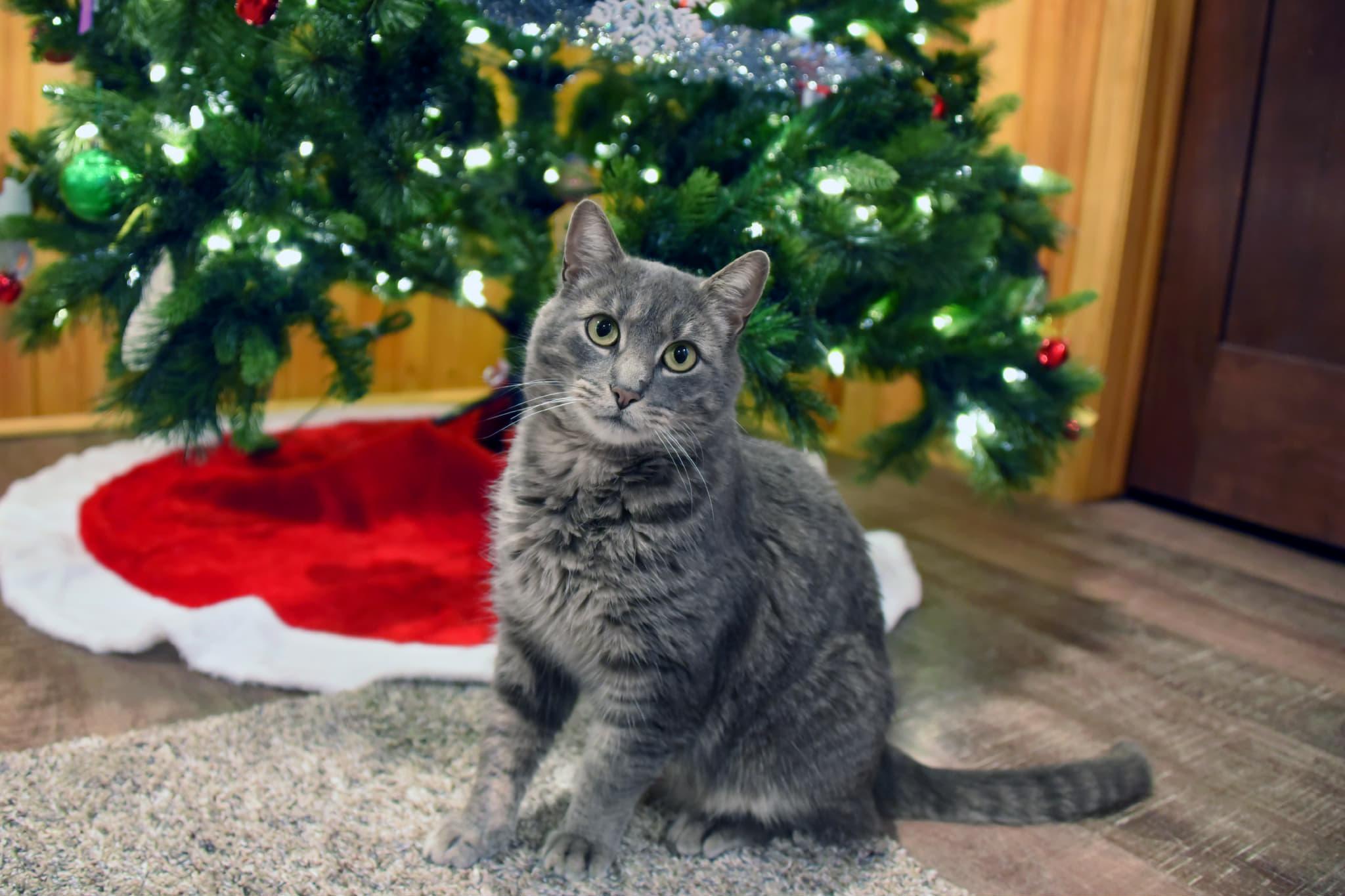 Enlarge Gray, a Adoptable American Shorthair in Johnstown, NY image 2/6