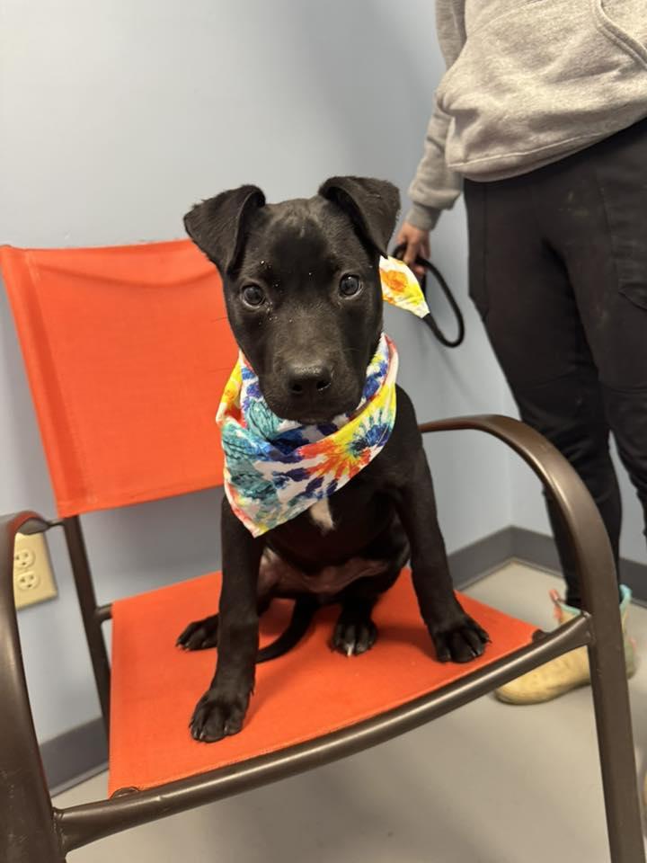 Enlarge Bootsy, an adopted mixed breed in Zanesville, OH image 3/3