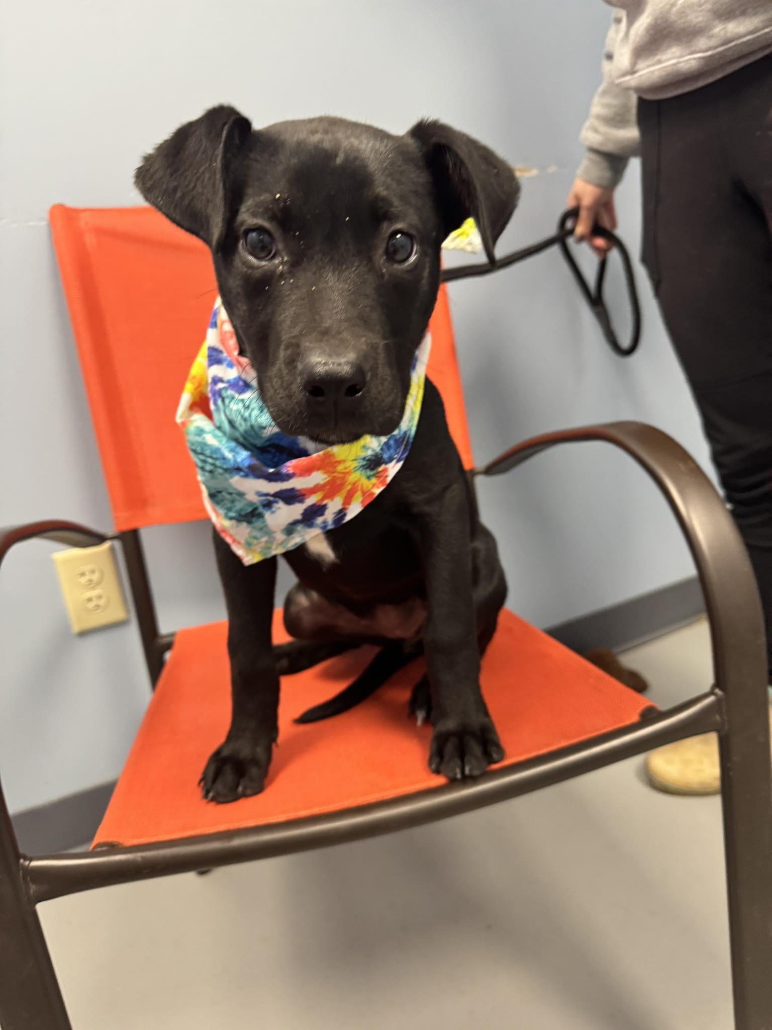 Enlarge Bootsy, an adopted mixed breed in Zanesville, OH image 2/3