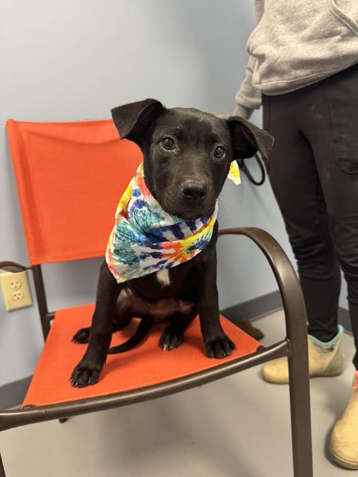 Enlarge Bootsy, an adopted mixed breed in Zanesville, OH image 1/3