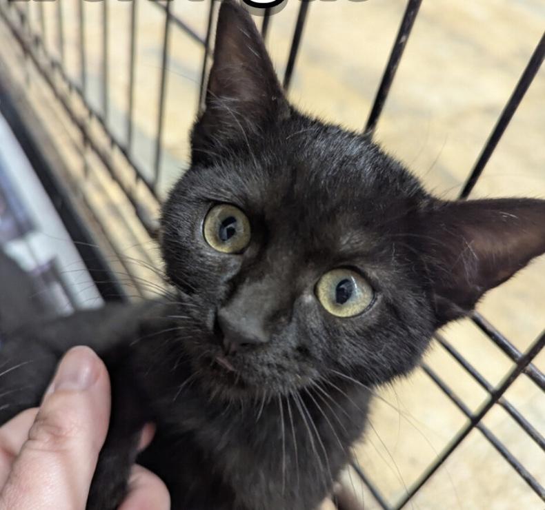 Enlarge Rogue, a Adoptable Domestic Short Hair in Hollister, MO image 1/2