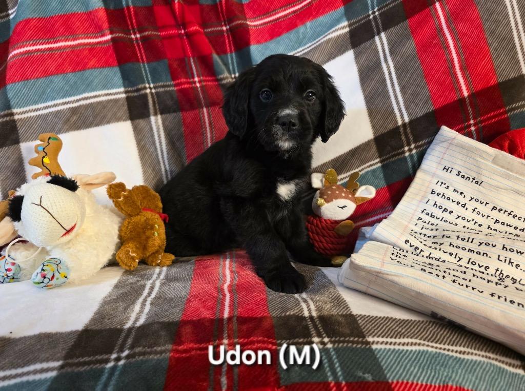 Enlarge Udon, a Adopted Bernese Mountain Dog in Liverpool, NY image 1/1