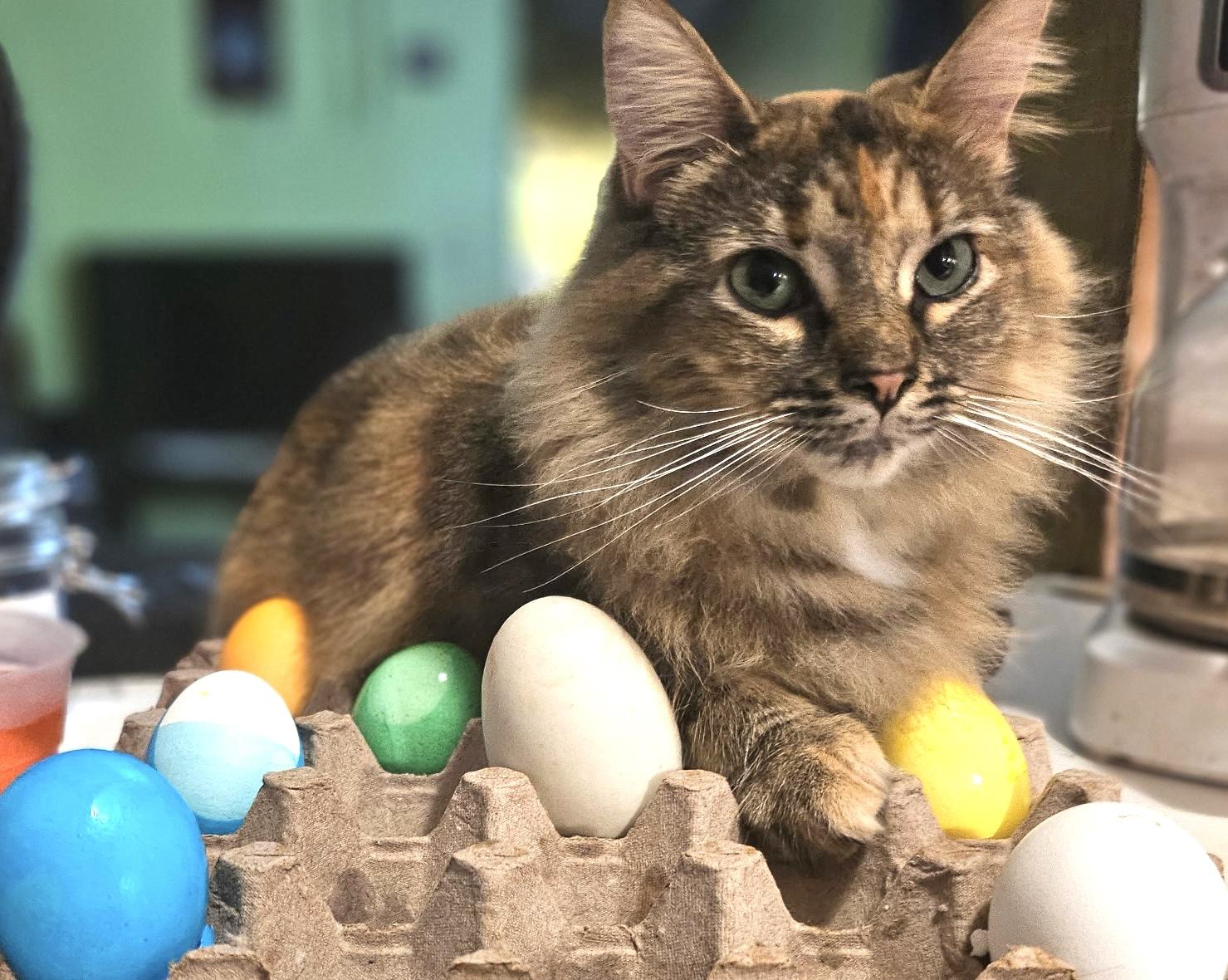 Enlarge Maggie, a ADOPTABLE Domestic Medium Hair in Portland, OR image 1/3