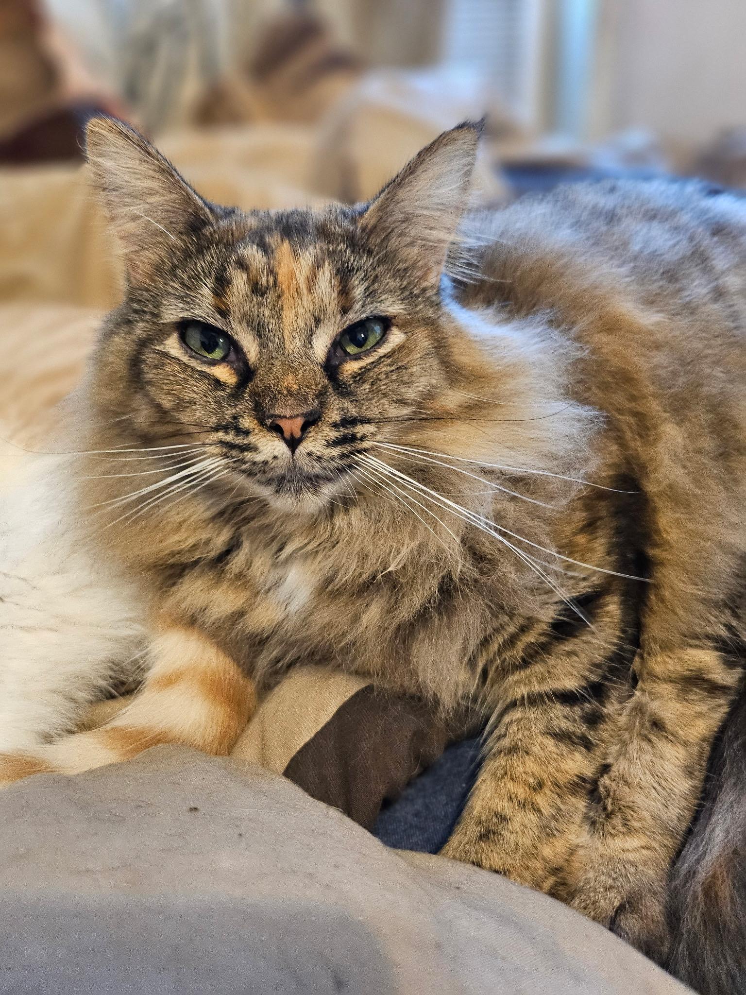 Enlarge Maggie, a ADOPTABLE Domestic Medium Hair in Portland, OR image 2/3